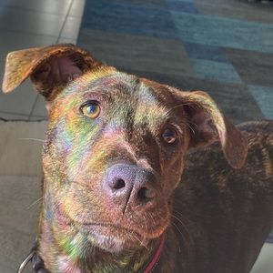 Meet your Posher, Madison